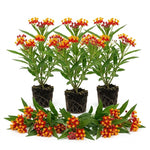 3 Milkweed Plant Live, Asclepias Tuberosa Butterfly Bush, 4-8"