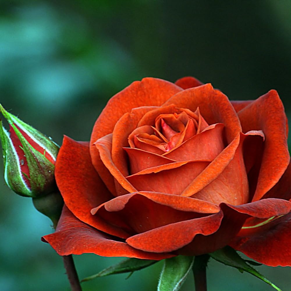 Rose Plant Live, Hybrid Tea Rose Bush Live Plant, 5-9 Inch Tall, Fragrant Flowers Shrub Ready to Plant Outdoor, No Pot, Well-Rooted (Hot Rose)