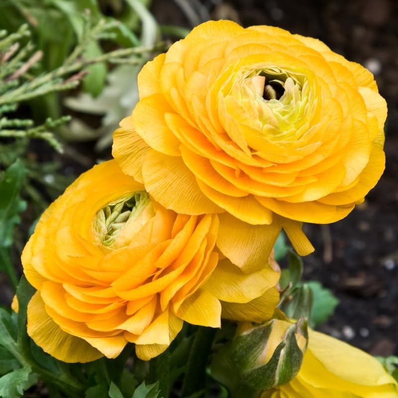25 Ranunculus Bulbs for Spring Planting, Perennial Flowers Bulbs for Gardens, Vibrant Peony Buttercup Corms for Outdoor Borders (Yellow Ranunculus)