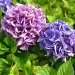 Hydrangea Plant Live Tree, Blooming Garden Bush Hardy Hydrangea Shrub, Deep Purple to Blue Pink Flowering Plant Indoor Outdoor Well-Rooted 5-9 Inc Tall, Stater Plant