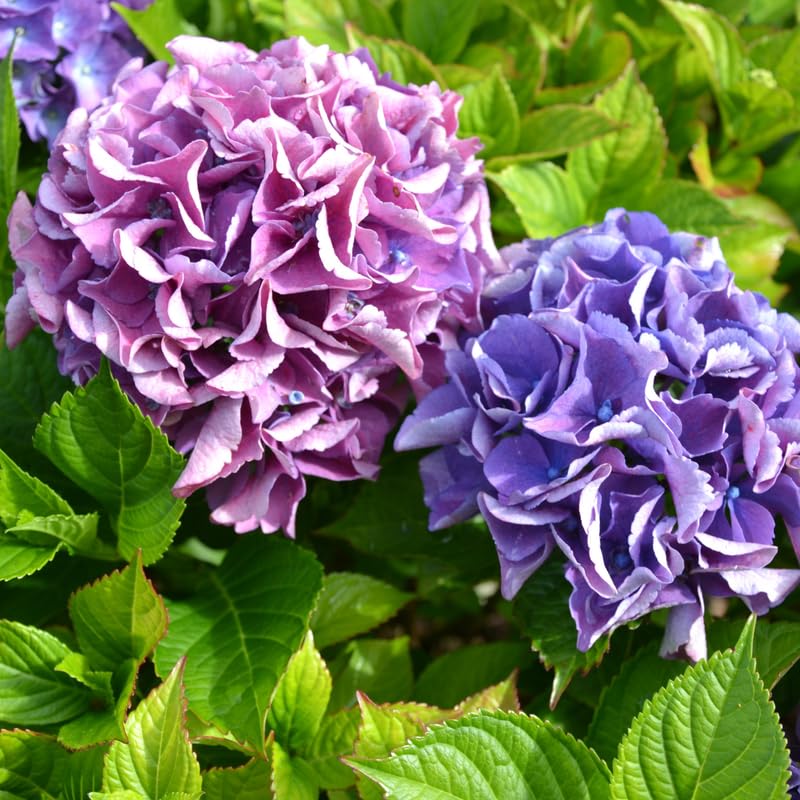Hydrangea Plant Live Tree, Blooming Garden Bush Hardy Hydrangea Shrub, Deep Purple to Blue Pink Flowering Plant Indoor Outdoor Well-Rooted 5-9 Inc Tall, Stater Plant