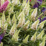 AVERAR 3 Buddleia Butterfly Bush Live Plant Ready to Plant Outdoor, White Blooms, Starter 5 to 9 Inches Tall, Cold Hardy and Fragrant, Zones 5-9