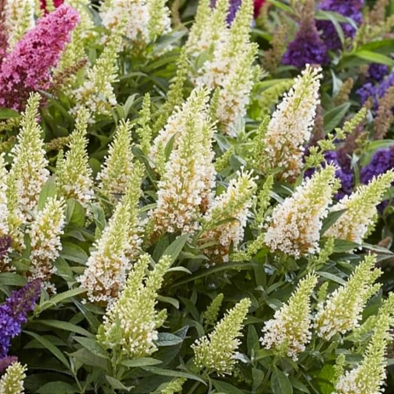AVERAR 3 Buddleia Butterfly Bush Live Plant Ready to Plant Outdoor, White Blooms, Starter 5 to 9 Inches Tall, Cold Hardy and Fragrant, Zones 5-9
