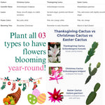Christmas Cactus Plants Live, Thanksgiving Cactus Easter Cactus Like, 4-8 Inc Tall, Cold Hardy, Holiday Cactus for Indoor Outdoor Planting, Starter Size (Yellow)