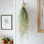 Air Plants Spanish Moss, Tillandsia Air Plant Live, Clump 10" Long, Air Purifying Plants Indoor for Terrarium, Hanging Basket, and Home Decoration