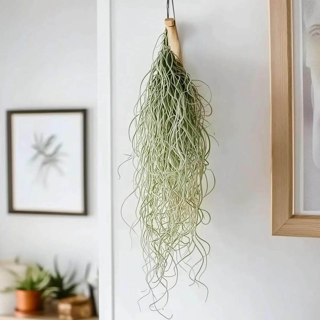 Air Plants Spanish Moss, Tillandsia Air Plant Live, Clump 10" Long, Air Purifying Plants Indoor for Terrarium, Hanging Basket, and Home Decoration