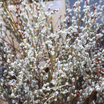 Pussy Willow Tree Live Plant, Pussy Willow Plant, 2.5 Inches Pot