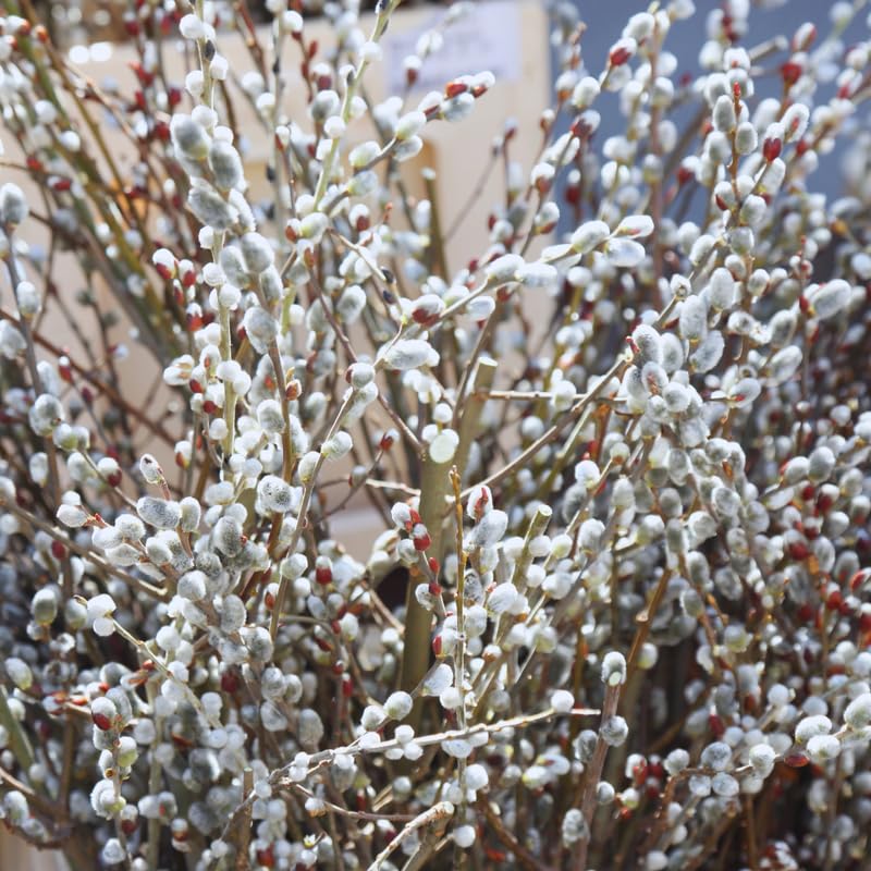 Pussy Willow Tree Live Plant, Pussy Willow Plant, 2.5 Inches Pot