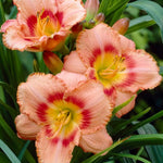 Set 10 Strawberry Daylily Bulbs for Planting, Hardy Perennial Lily Roots for Colorful Summer Blooms