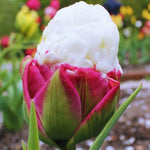 10 Tulip Bulbs for Spring Planting, Tulip Bulbs for Fall Planting, Flower Bulbs, Zones 3-8 (Ice Cream)
