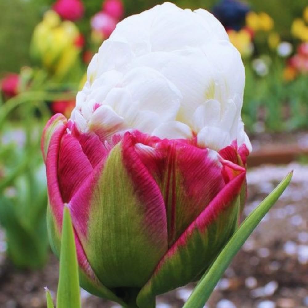 5 Tulip Bulbs for Spring Planting, Ice Cream Tulip Bulbs for Fall Planting, Flower Bulbs Growing