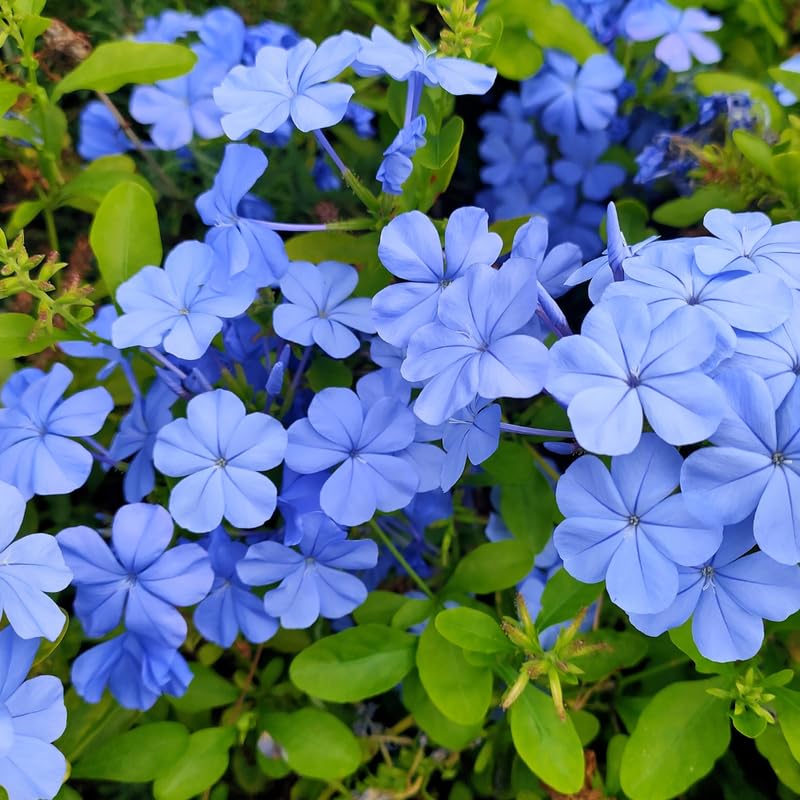 Set 2 Pots Blue Plumbago Plants, 4-6" Tall Plumbago Live Plant in 4 Inch Pot, Great for Trellis, Containers, Perennial Hardy Blue Flower Plant
