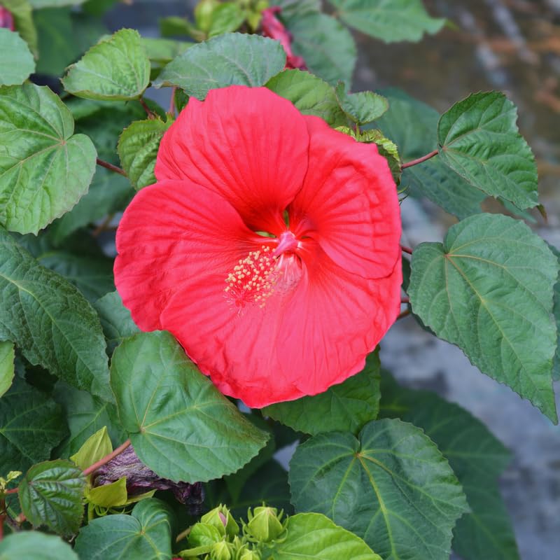 Hardy Hibiscus Plant Live, Red Hibiscus Tree Live Plant, 5 to 7 Inches Tall Live Plant, Perennial Hibiscus Flower Growing