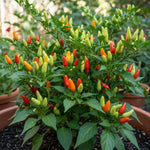 Pepper Plants, Hot Pepper Plants Live in 4 Inches Pot, Chili Pepper Plant, High Yield Pepper Seedling for Home and Garden Growing, 4 to 6 Inc Tall