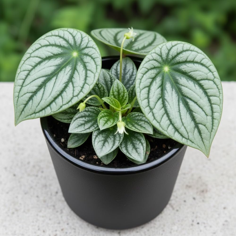 Peperomia Watermelon Plant Live, Peperomia Houseplant, Green Foliage, 5-7 Inches in Height for Indoor Planting
