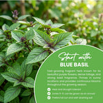 African Blue Basil Plant Live, Basil Plant Live, 2-5 Inc Tall, Fragrant Culinary Herb Seedling for Indoor Outdoor Growing