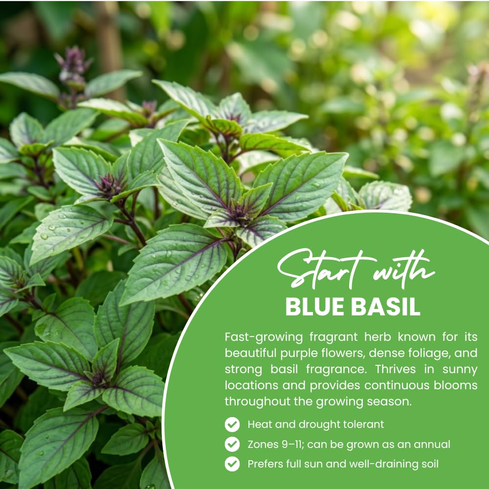 African Blue Basil Plant Live, Basil Plant Live, 2-5 Inc Tall, Fragrant Culinary Herb Seedling for Indoor Outdoor Growing