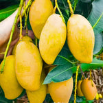 Yellow Mango Trees Live Plants, 5-12 Inches in Pot, Well Rooted Sweet Mango Tree for Planting