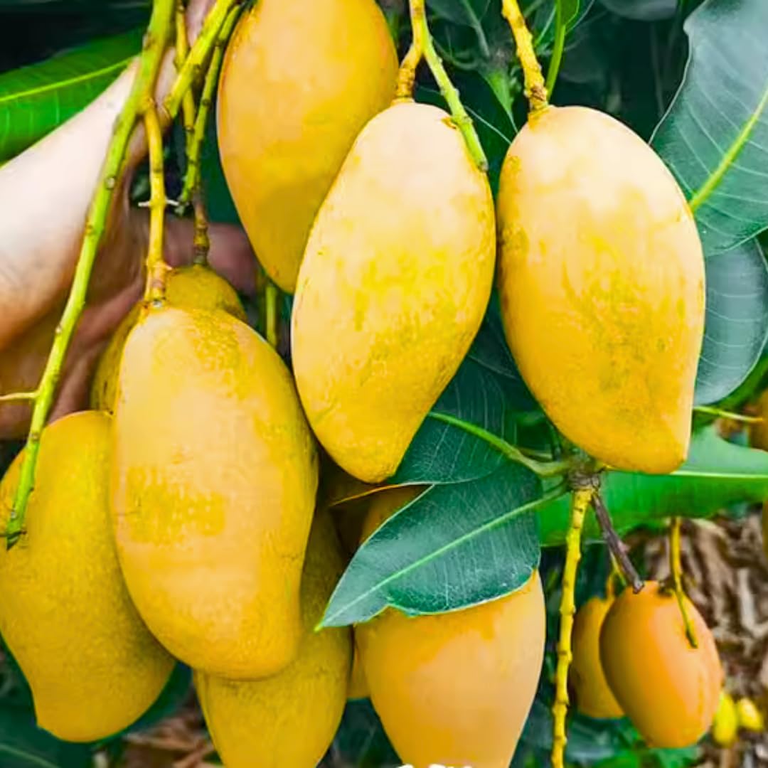 Yellow Mango Trees Live Plants, 5-12 Inches in Pot, Well Rooted Sweet Mango Tree for Planting