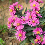 3 Asters Perennial Live Plants, Pink Aster Plants Live for Growing Outdoors, 4 to 6 Inc Tall Well Rooted