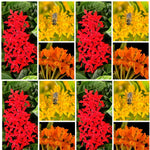 4 Milkweed Plants Live, Random Butterfly Milkweed Asclepias Tuberosa Perennial Wildflowers Swamp Common Bush, 5-9" in Tall, No Pot