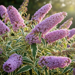 AVERAR 6 Months Old Variegated Butterfly Bush Live Plant, Butterfly Bushes Ready to Plant Outdoor, Buddleia Plant Bush Shrub 5-7 Inches Tall, No Pot, Color Purple or Light Purple