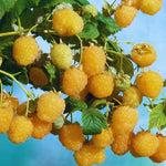Pack 4 Raspberry Bushes Live Plants, No Pot, Everbearing Red Raspberry Plants Live for Planting, 5-9 Inc in Tall, Zones 4-8 Cold Hardy (Yellow Fall Gold)
