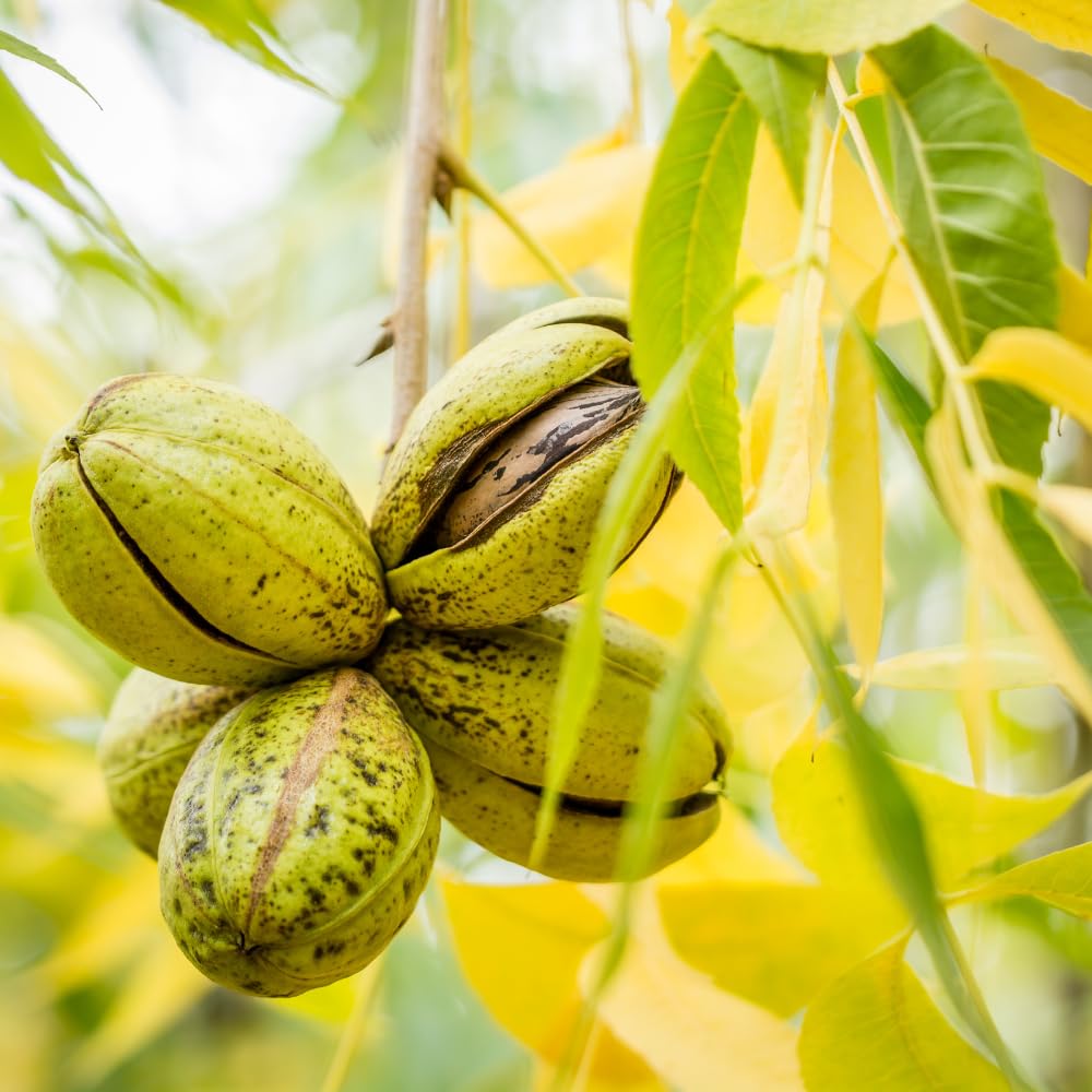 4 Pecan Trees Live Plants, Hardy Pecan Nut Seedlings Bare Roots, 12 to 20 Inc Tall Bare Roots, Shrub Plant