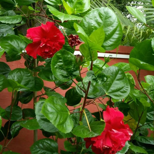 2 Double Red Hibiscus Tree Live Plant, Hardy Hibiscus Plants Live, 4 to 7 Inches, Hibiscus Shrub Tree for Garden