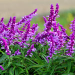 4 Fragrant Sage Salvia Live Plants, Planting in Spring Sage Plants Live, 5 to 10 Inches in Tall, Change Color (Mexican)