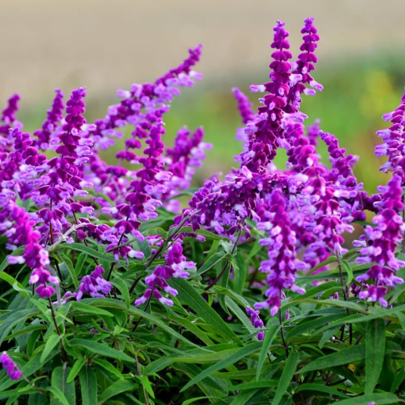 4 Fragrant Sage Salvia Live Plants, Planting in Spring Sage Plants Live, 5 to 10 Inches in Tall, Change Color (Mexican)