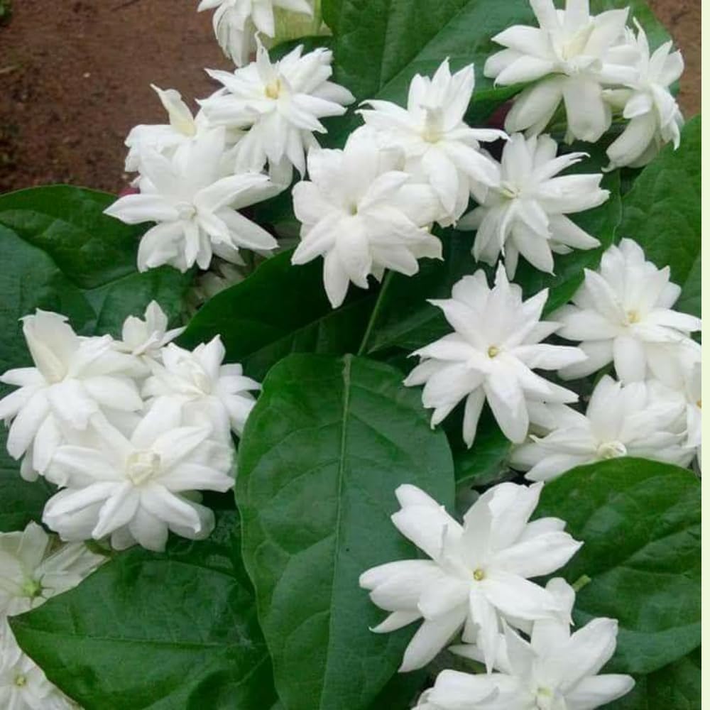 2 Jasmine Plant Live, Double White Jasmine Flower Plants Live Between 5 and 7Inc Long Outdoor Planting Indoor Fragrant Flowers, Easy to Plant
