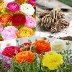 Pack of 30 Ranunculus Flowers Bulbs for Spring Planting, Ranunculus Bulbs for Planting, Spring Blooms Vibrant Perennial Bulbs for Garden Borders (Mixed)