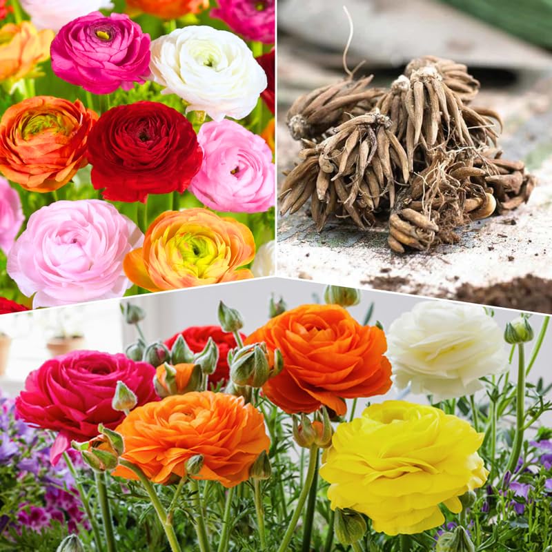 Pack of 30 Ranunculus Flowers Bulbs for Spring Planting, Ranunculus Bulbs for Planting, Spring Blooms Vibrant Perennial Bulbs for Garden Borders (Mixed)