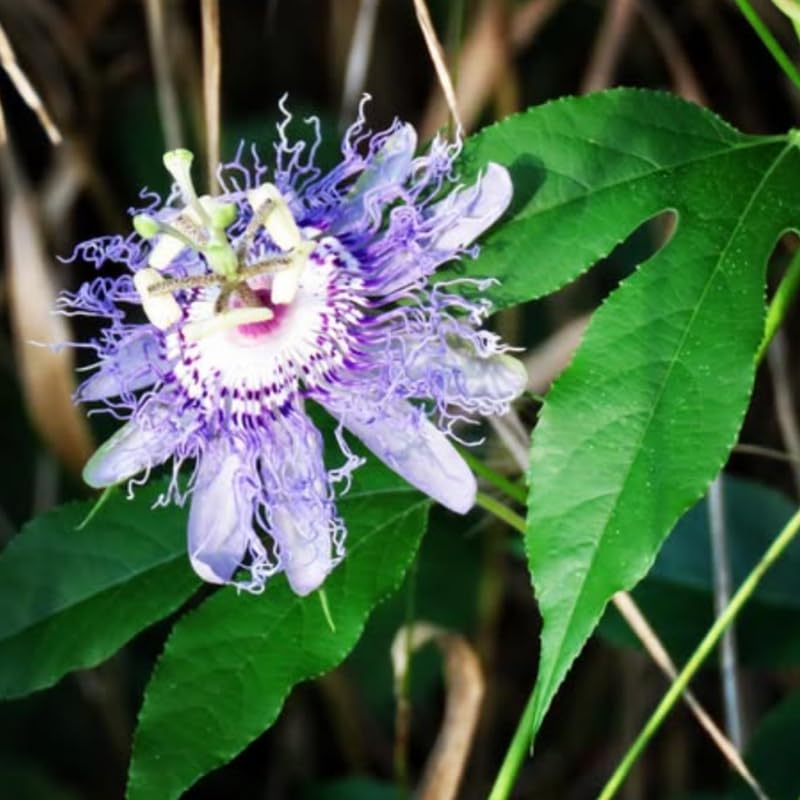 Pack 2 Passion Flower Plants Live, Passiflora Vine Well-Rooted, 5-7 Inch Tall Climbing Vine for Garden Trellises and Fences, No Pot (Purple Passion Flower)