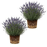 2 Lavender Plants Live Indoors, 4-8" Tall, Lavandula Perennial Flower Plants for Planting Outdoors Home Garden (Creek Lavender)