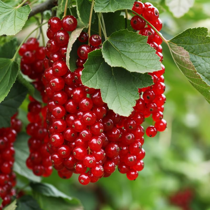 Currant Tree Live Plant for Growing, 1 Year Old, Currant Berries Fruit Tree, Currant Plant Live for Planting Your Garden, Currant Bush Live (Red Currant)