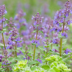 Set 2 Catnip Plants, Herb Catnip Plant Perennial, 3-6" Tall, Outdoor Indoor Garden