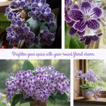Streptocarpus Live Plant, 5-8" False African Violet Ladyslipper Primose Plant for Spring Planting, Indoor Outdoor Home Décor (Grape)