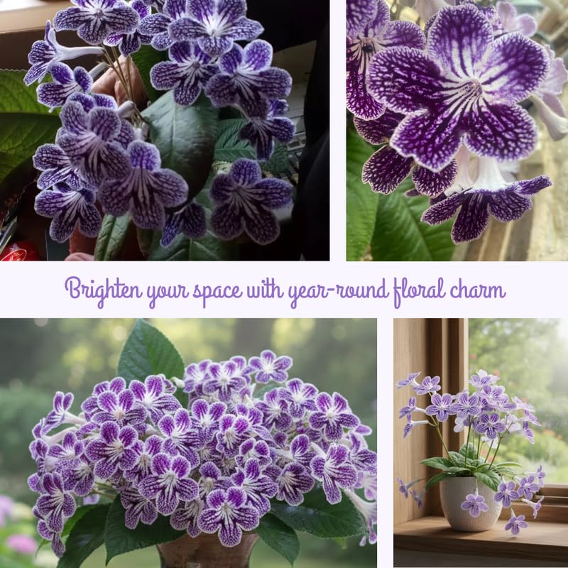 Streptocarpus Live Plant, 5-8" False African Violet Ladyslipper Primose Plant for Spring Planting, Indoor Outdoor Home Décor (Grape)