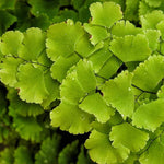 Fern Plant Pot, Maidenhair Fern Plant Live, 3.5 Inc Potted, Live Fern Plant, Fern Plant Live (Maidenhair Fern)