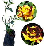 Striped Yellow Climbing Rose Live Plant, 6 Months Old Starter, Fragrant Purple Climbing Roses for Planting Outdoor, No Pot