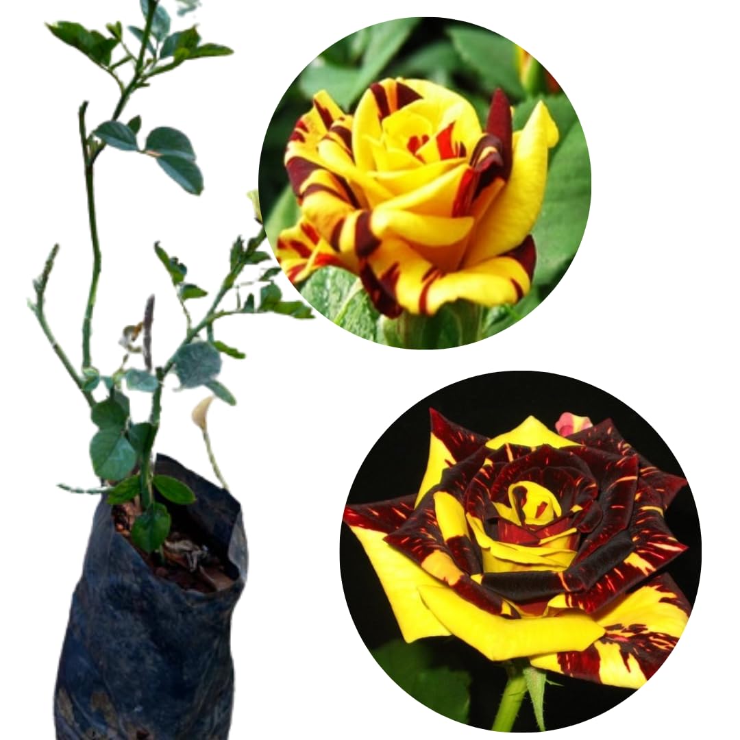 Striped Yellow Climbing Rose Live Plant, 6 Months Old Starter, Fragrant Purple Climbing Roses for Planting Outdoor, No Pot