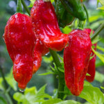 Set 6 Hot Pepper Live Plants, 90 Days Old Live Pepper Chili Plant for Spring Planting (Red Jolokia Ghost)