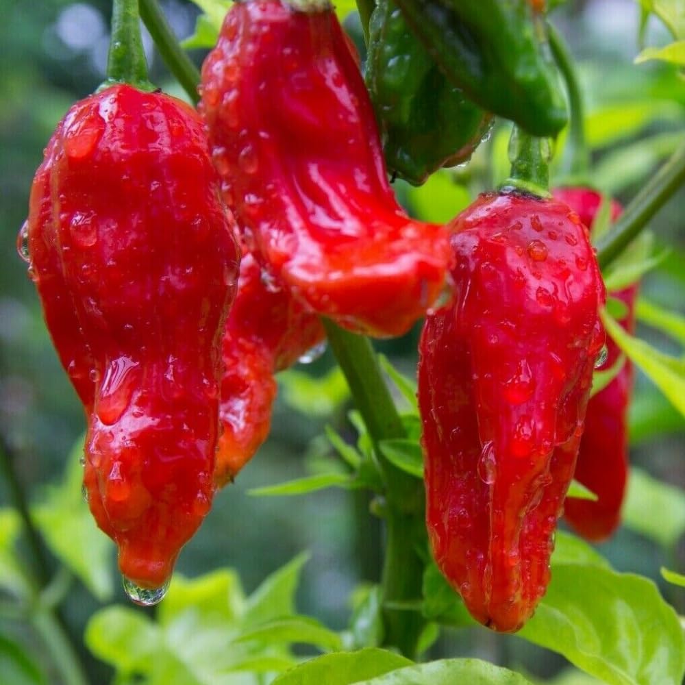 Set 6 Hot Pepper Live Plants, 90 Days Old Live Pepper Chili Plant for Spring Planting (Red Jolokia Ghost)