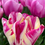 25 Tulip Bulbs for Planting, Easy-Grow Spring Flowers, Assorted Perennial Tulip Bulbs, Bulb Size 11/12 cm, Gardens, Containers, Flowerbeds Planting (Mix Tulip)