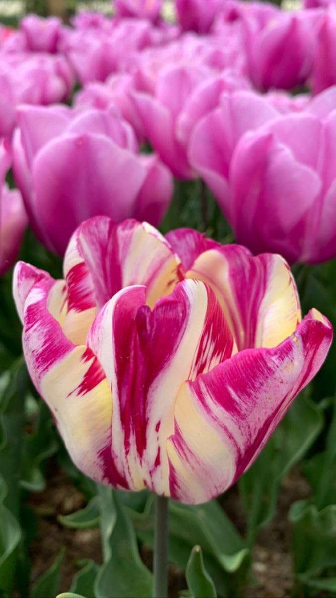 25 Tulip Bulbs for Planting, Easy-Grow Spring Flowers, Assorted Perennial Tulip Bulbs, Bulb Size 11/12 cm, Gardens, Containers, Flowerbeds Planting (Mix Tulip)