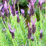 Pack 2 Lavender Plants Live Indoor, Lavandula Trees Live Plants for Planting, Fragrant Flowers Perennial, Plugs 4-7" Tall Well-Rooted (French Lavender)