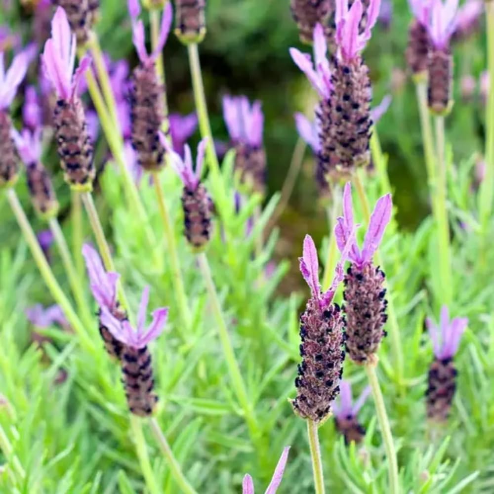 Pack 2 Lavender Plants Live Indoor, Lavandula Trees Live Plants for Planting, Fragrant Flowers Perennial, Plugs 4-7" Tall Well-Rooted (French Lavender)
