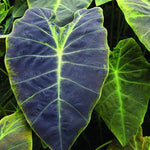 Colocasia Live Plant, 4-8'' Tall, Elephant Ear Plant, Esculenta Taro Alocasia Housplant, Indoor Outdoor Planting (Black Purple)